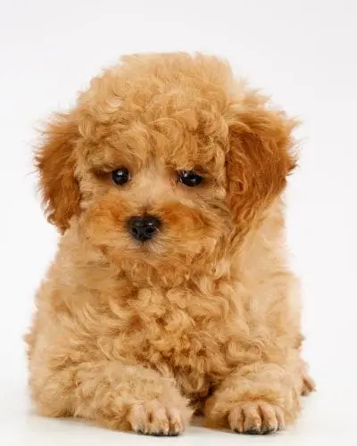 Teacup Puppies for Sale