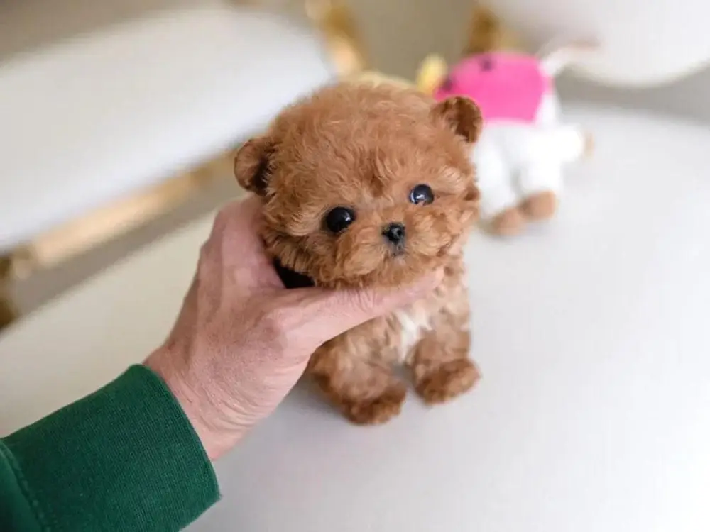 Teacup Poodle Puppies for Sale