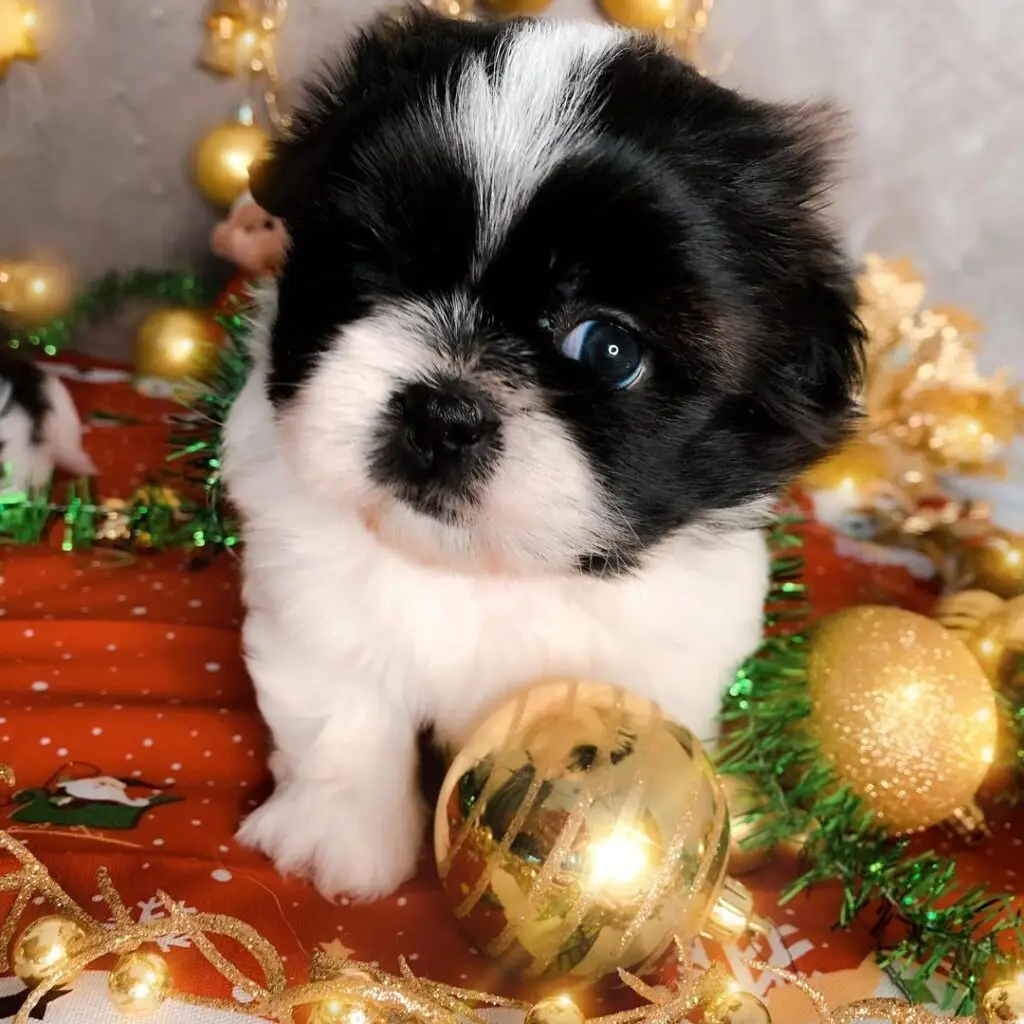 shih tzu for sale near me