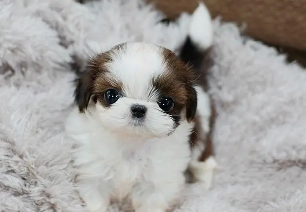 shih tzu puppies for sale near me
