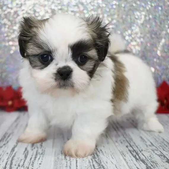 teacup shih tzu puppies for sale