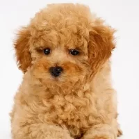 Teacup Puppies for Sale